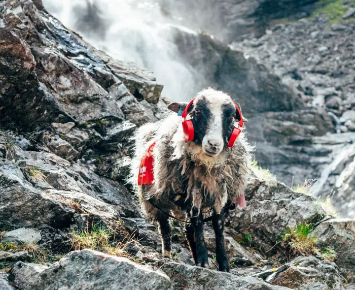 4 moutons ont pris d'assaut Facebook cet été 4 4 moutons ont pris d'assaut Facebook cet été - 3