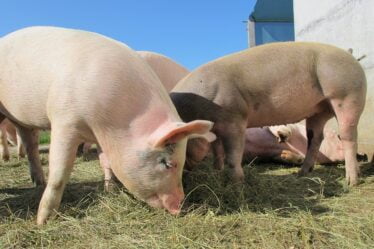 L'ESA estime que la Norvège doit renforcer la surveillance de la peste porcine - 20
