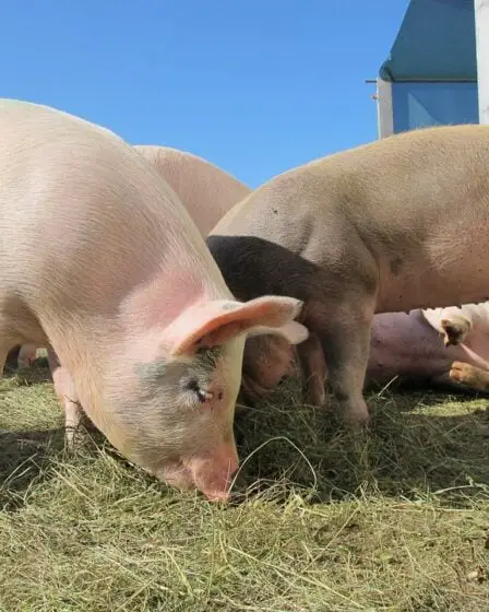 Bactéries SARM résistantes aux antibiotiques trouvées chez des porcs au Rogaland - 32