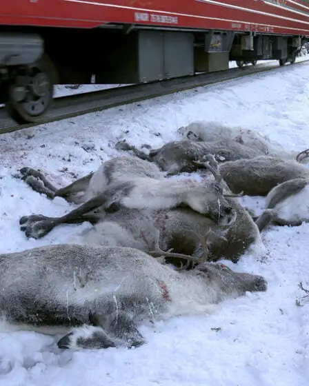 Bane Ni devrait payer pour le renne mort 24 Bane Ni devrait payer pour le renne mort - 23
