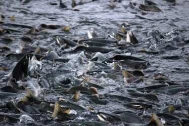 Les saumons meurent en grand nombre après un traitement alternatif contre les poux - 16