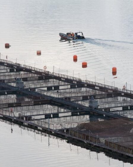 Marine Harvest Chile refuse de fournir des informations 23 Marine Harvest Chile refuse de fournir des informations - 22