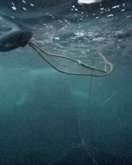 La Garde côtière a sauvé une baleine à l'extérieur de Tromso 5 La Garde côtière a sauvé une baleine à l'extérieur de Tromso - 4
