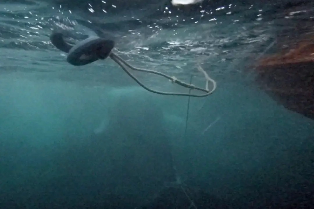 La Garde côtière a sauvé une baleine à l'extérieur de Tromso 4 La Garde côtière a sauvé une baleine à l'extérieur de Tromso - 3
