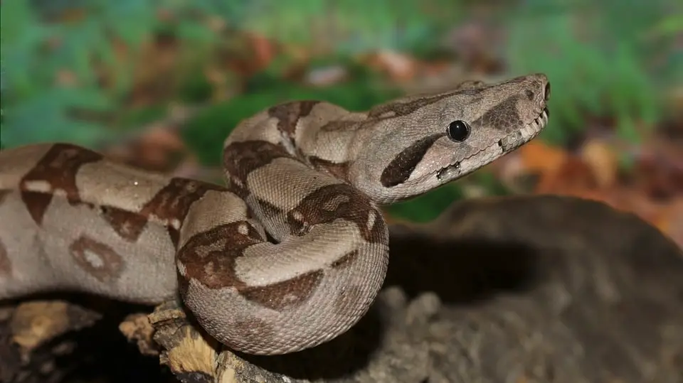 SP réintroduira l'interdiction des serpents 4 SP réintroduira l'interdiction des serpents - 3