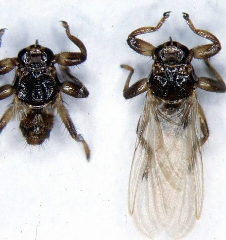 Fléau de la mouche du cerf 5 Fléau de la mouche du cerf - 4