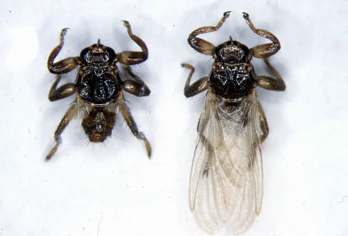 Fléau de la mouche du cerf 4 Fléau de la mouche du cerf - 3
