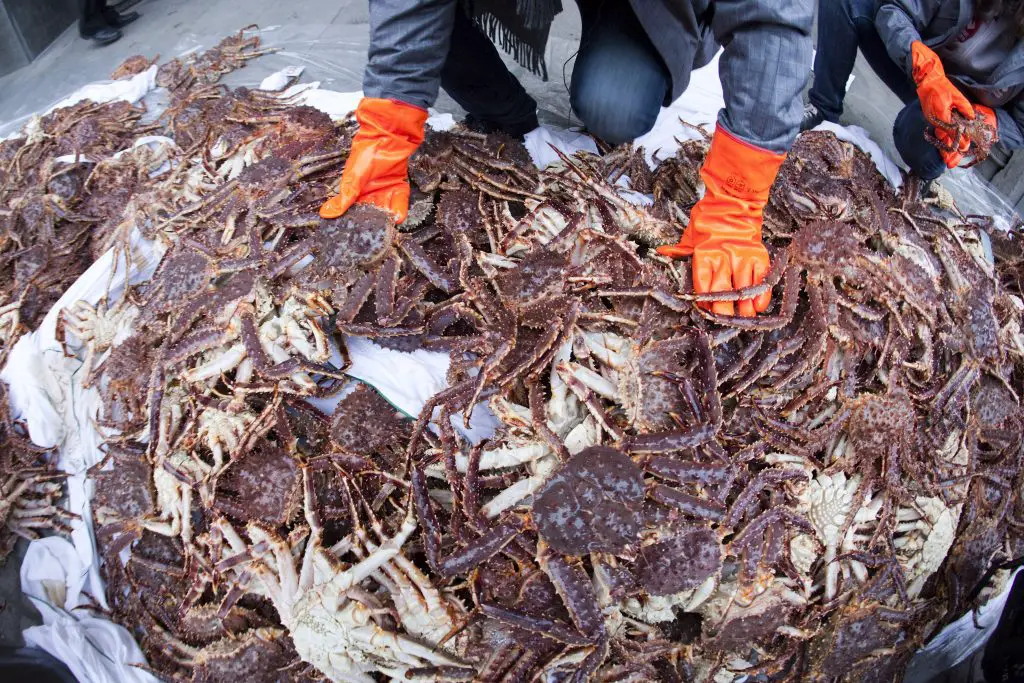 Le virus de Wuhan entraîne un arrêt des exportations de crabe royal 4 Le virus de Wuhan entraîne un arrêt des exportations de crabe royal - 3