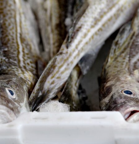 La Norvège va pêcher les eaux britanniques après le Brexit 21 La Norvège va pêcher les eaux britanniques après le Brexit - 20
