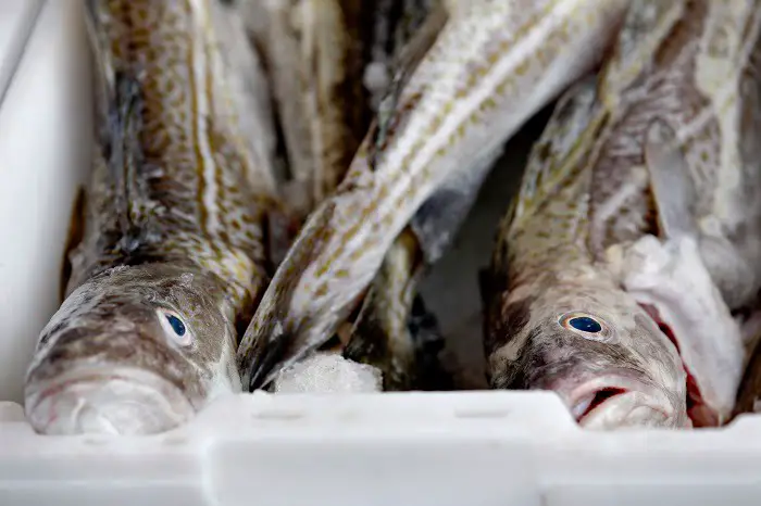 La Norvège va pêcher les eaux britanniques après le Brexit 4 La Norvège va pêcher les eaux britanniques après le Brexit - 3