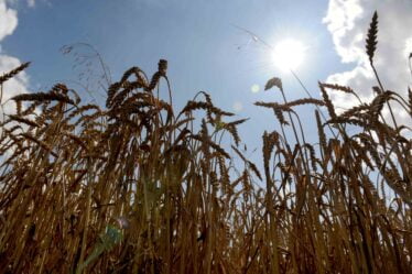 Les changements climatiques réduiront la production alimentaire - 20