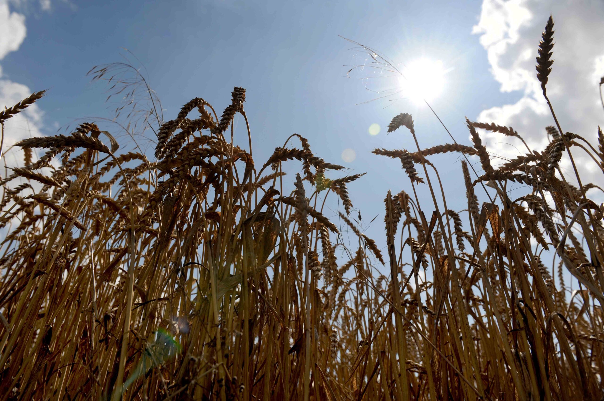 Les changements climatiques réduiront la production alimentaire 4 Les changements climatiques réduiront la production alimentaire - 3