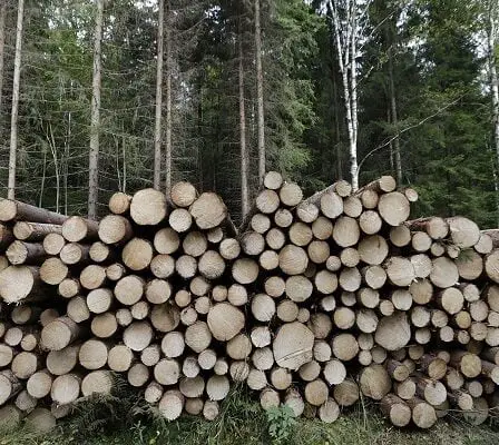 2018 a été une année record pour le bois norvégien 23 2018 a été une année record pour le bois norvégien - 22
