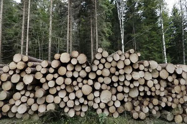 2018 a été une année record pour le bois norvégien 4 2018 a été une année record pour le bois norvégien - 3
