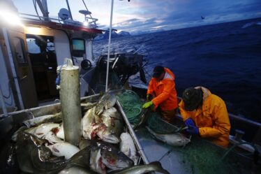 Forte réduction des quotas de cabillaud de l'UE en mer du Nord et dans le Skagerrak - 16