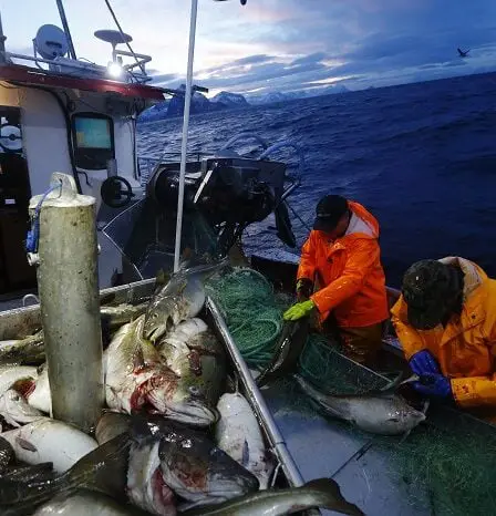 La Norvège et la Russie conviennent d'accords sur les quotas de pêche 5 La Norvège et la Russie conviennent d'accords sur les quotas de pêche - 4