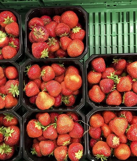 Record de longue saison des fraises - Norway Today 23 Record de longue saison des fraises - Norway Today - 22