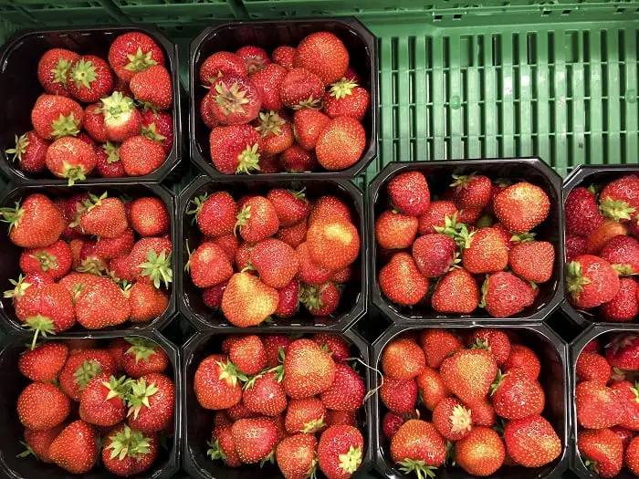 Record de longue saison des fraises - Norway Today 4 Record de longue saison des fraises - Norway Today - 3