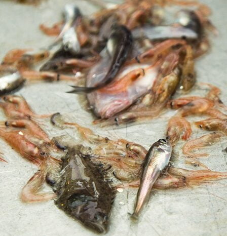 Les chercheurs pensent que les espèces de poissons inconnues pourraient être la nourriture et la médecine du futur 5 Les chercheurs pensent que les espèces de poissons inconnues pourraient être la nourriture et la médecine du futur - 4