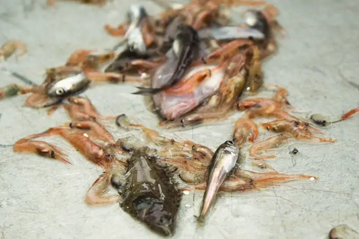 Les chercheurs pensent que les espèces de poissons inconnues pourraient être la nourriture et la médecine du futur 4 Les chercheurs pensent que les espèces de poissons inconnues pourraient être la nourriture et la médecine du futur - 3