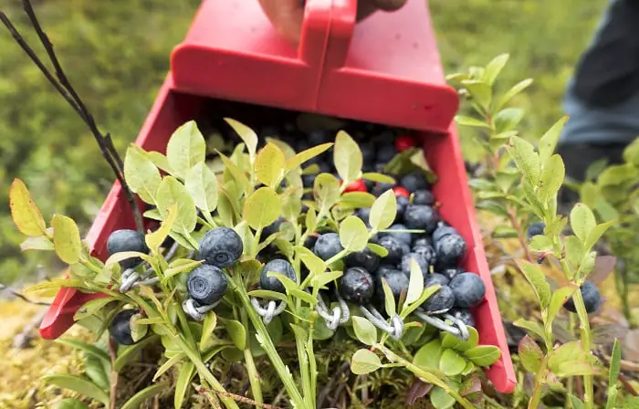 Des chercheurs norvégiens testent pour savoir si les myrtilles peuvent prévenir la démence 4 Des chercheurs norvégiens testent pour savoir si les myrtilles peuvent prévenir la démence - 3