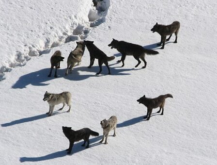 Soulagement et déception concernant la chasse au loup 14 Soulagement et déception concernant la chasse au loup - 13