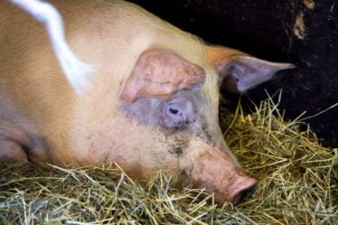 Un éleveur de porcs d'Østfold qui a castré illégalement 23 porcs est condamné à 55 jours de probation - 16