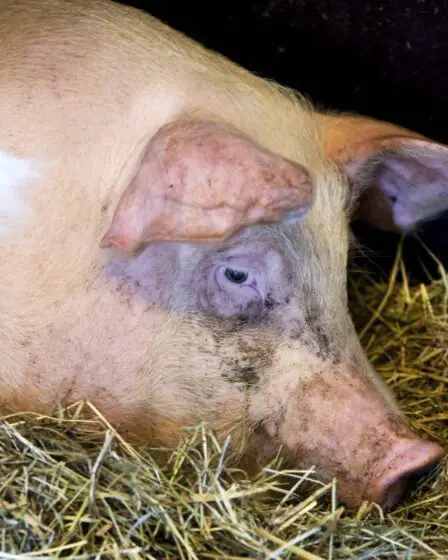 Un éleveur de porcs d'Østfold qui a castré illégalement 23 porcs est condamné à 55 jours de probation - 10