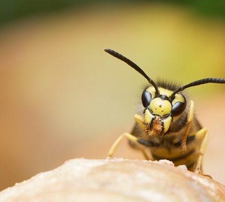 Des experts en insectes mettent en garde contre l'été des guêpes 2 Des experts en insectes mettent en garde contre l'été des guêpes - 1