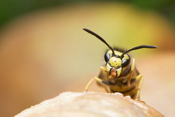 Des experts en insectes mettent en garde contre l'été des guêpes 4 Des experts en insectes mettent en garde contre l'été des guêpes - 3