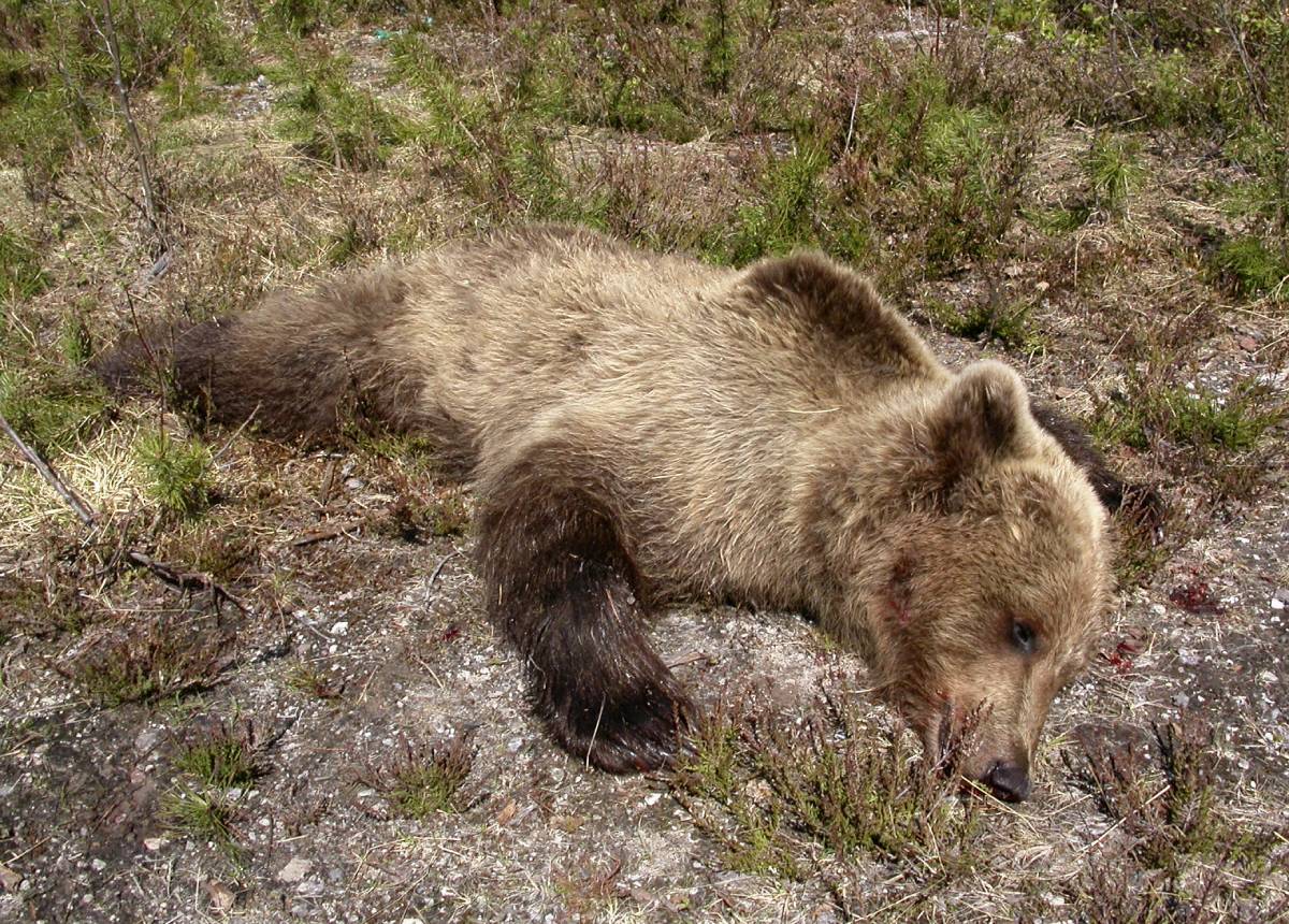 Ours abattu à Bardu : "Nous avons eu de la chance aujourd'hui" 4 Ours abattu à Bardu : "Nous avons eu de la chance aujourd'hui" - 3