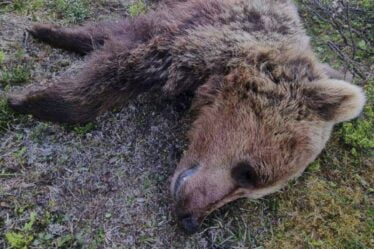 PHOTO : Ours abattu à Vågå : « Il en voulait à mes moutons » - 18