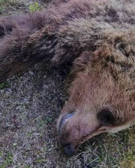 PHOTO : Ours abattu à Vågå : « Il en voulait à mes moutons » - 16