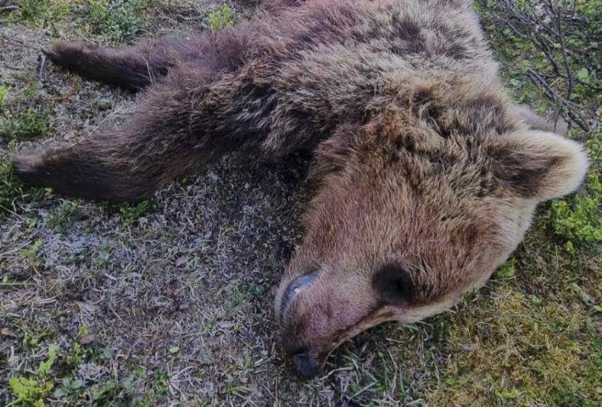 PHOTO : Ours abattu à Vågå : « Il en voulait à mes moutons » 4 PHOTO : Ours abattu à Vågå : « Il en voulait à mes moutons » - 3