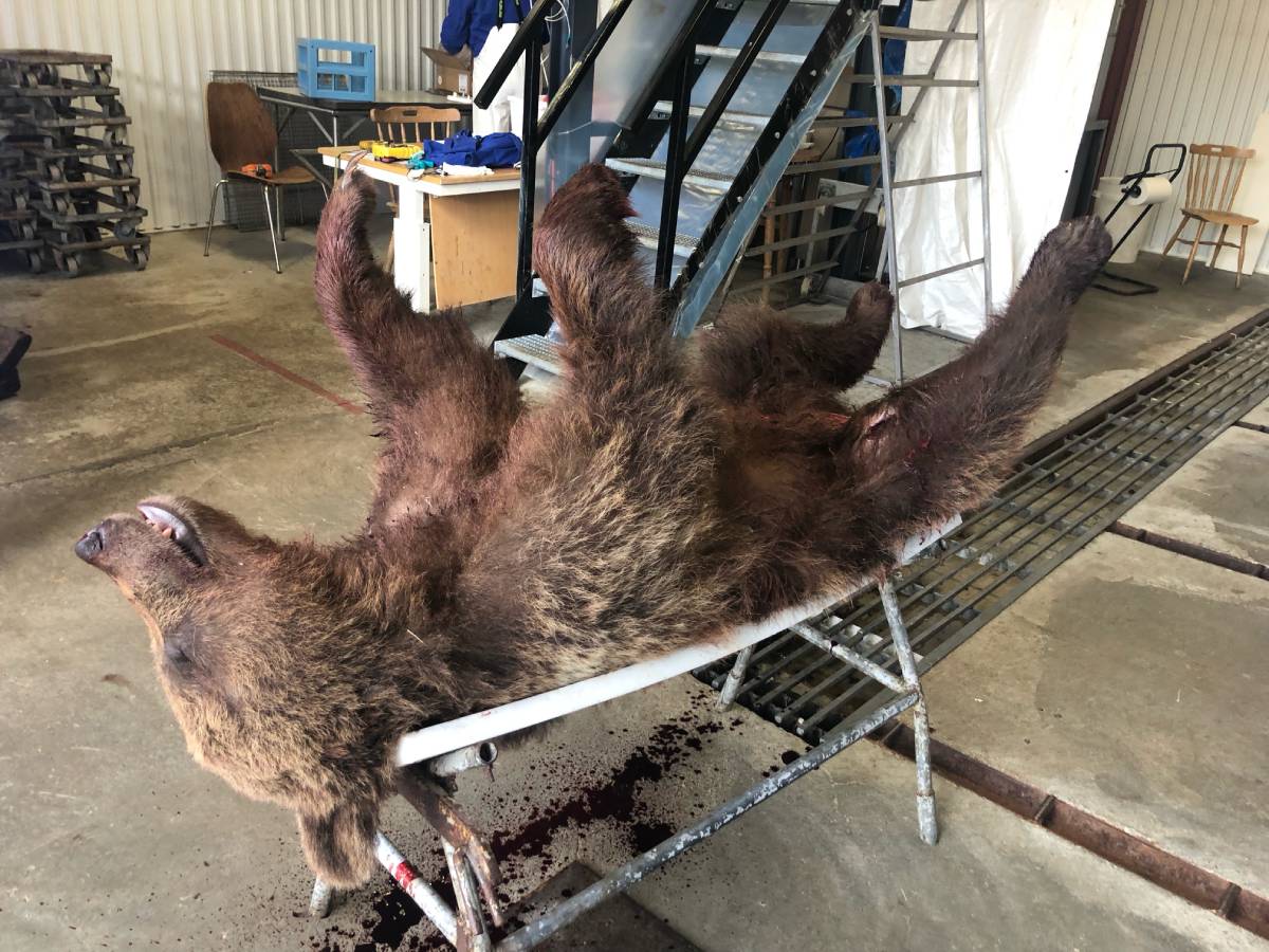 PHOTO : Ours abattu à Overhalla : « Il est probable qu'il ait attaqué des moutons » 4 PHOTO : Ours abattu à Overhalla : « Il est probable qu'il ait attaqué des moutons » - 3