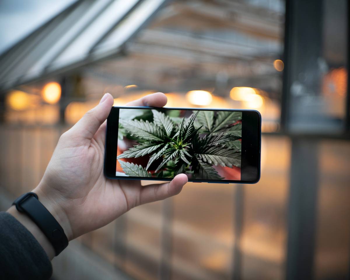 La consommation de cannabis chez les jeunes en Norvège augmente pour la première fois en dix ans 4 La consommation de cannabis chez les jeunes en Norvège augmente pour la première fois en dix ans - 3