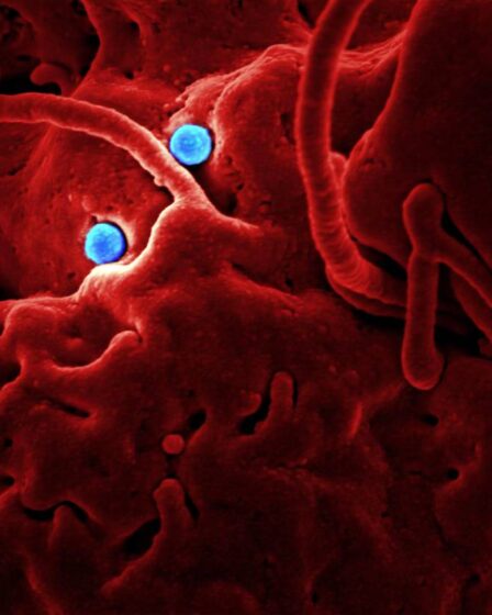 Des mutations uniques du coronavirus découvertes lors d'une épidémie de voyage en bus dans le sud de la Norvège - 28