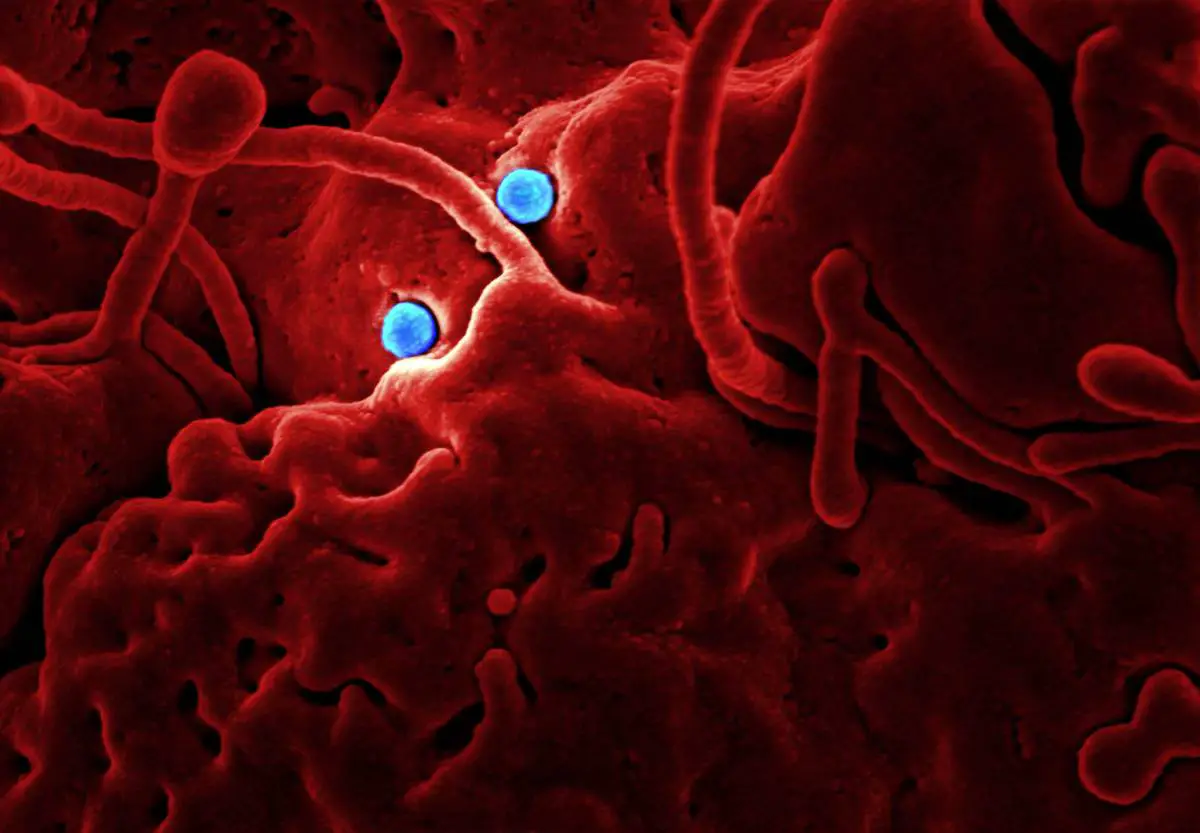 Des mutations uniques du coronavirus découvertes lors d'une épidémie de voyage en bus dans le sud de la Norvège 4 Des mutations uniques du coronavirus découvertes lors d'une épidémie de voyage en bus dans le sud de la Norvège - 3