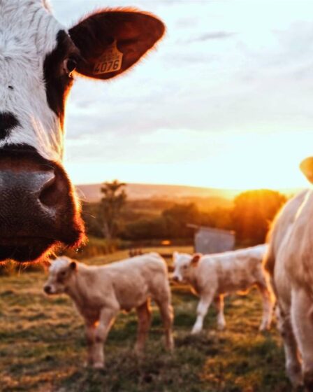 Les autorités norvégiennes ont découvert de nombreux cas de négligence grave dans des fermes d'élevage en 2020 - 19