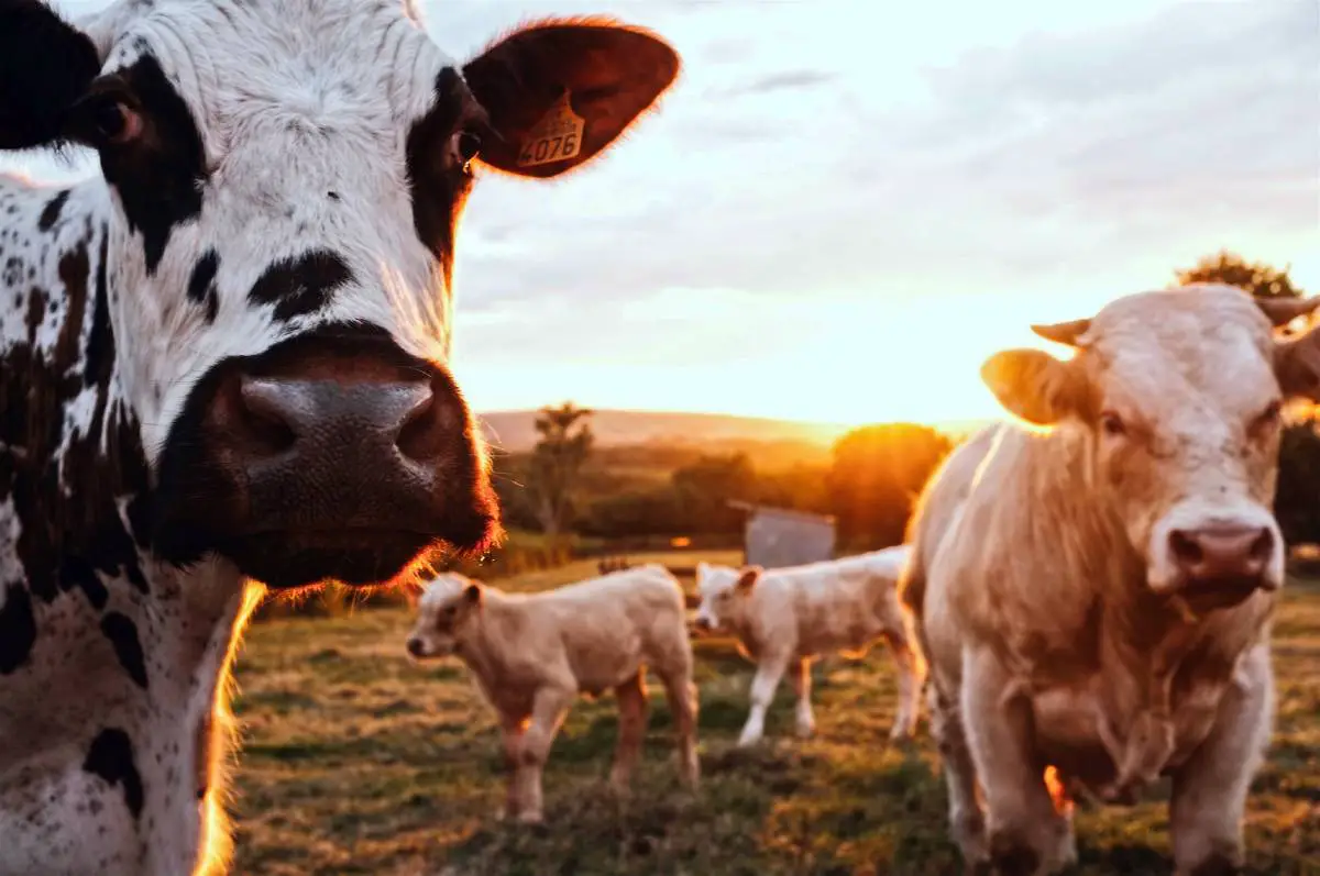 Les autorités norvégiennes ont découvert de nombreux cas de négligence grave dans des fermes d'élevage en 2020 4 Les autorités norvégiennes ont découvert de nombreux cas de négligence grave dans des fermes d'élevage en 2020 - 3