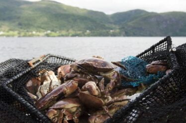 Pêche récréative en Norvège : près de la moitié des inspections ont révélé des pratiques de pêche illégales - 16