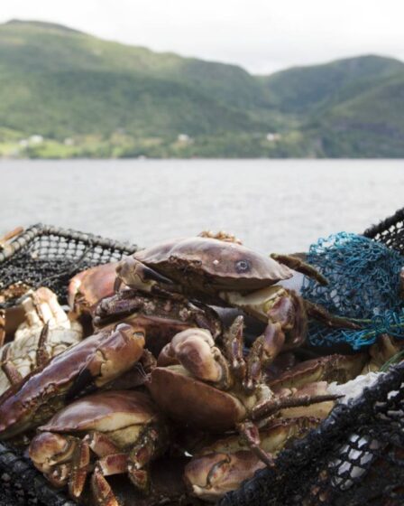 Pêche récréative en Norvège : près de la moitié des inspections ont révélé des pratiques de pêche illégales 17 Pêche récréative en Norvège : près de la moitié des inspections ont révélé des pratiques de pêche illégales - 16