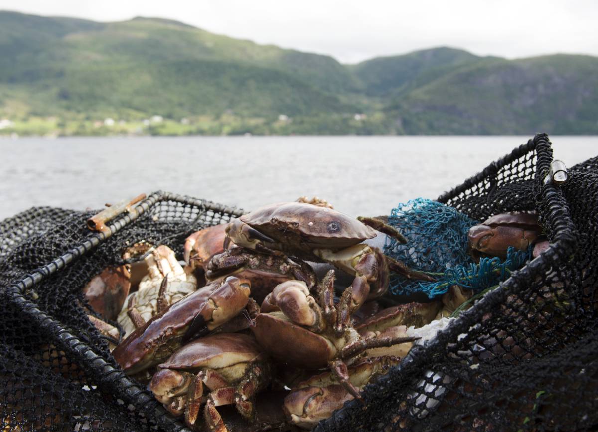 Pêche récréative en Norvège : près de la moitié des inspections ont révélé des pratiques de pêche illégales 4 Pêche récréative en Norvège : près de la moitié des inspections ont révélé des pratiques de pêche illégales - 3