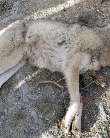 Le WWF critique la Norvège pour sa décision de tuer près des deux tiers de tous les loups du pays 29 Le WWF critique la Norvège pour sa décision de tuer près des deux tiers de tous les loups du pays - 28