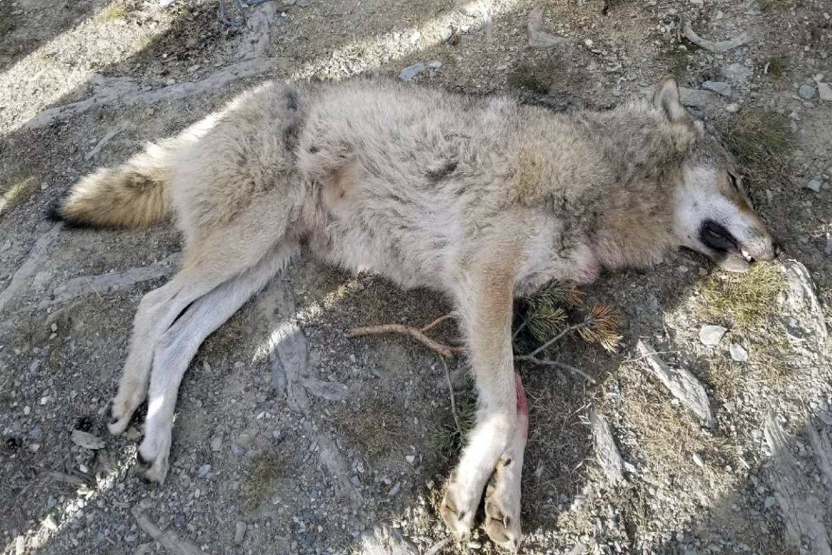 Le WWF critique la Norvège pour sa décision de tuer près des deux tiers de tous les loups du pays 4 Le WWF critique la Norvège pour sa décision de tuer près des deux tiers de tous les loups du pays - 3