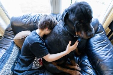 Des vétérinaires rassurent les propriétaires de chiens après la réapparition d'une diarrhée sanglante en Norvège : "Pas de panique" - 18
