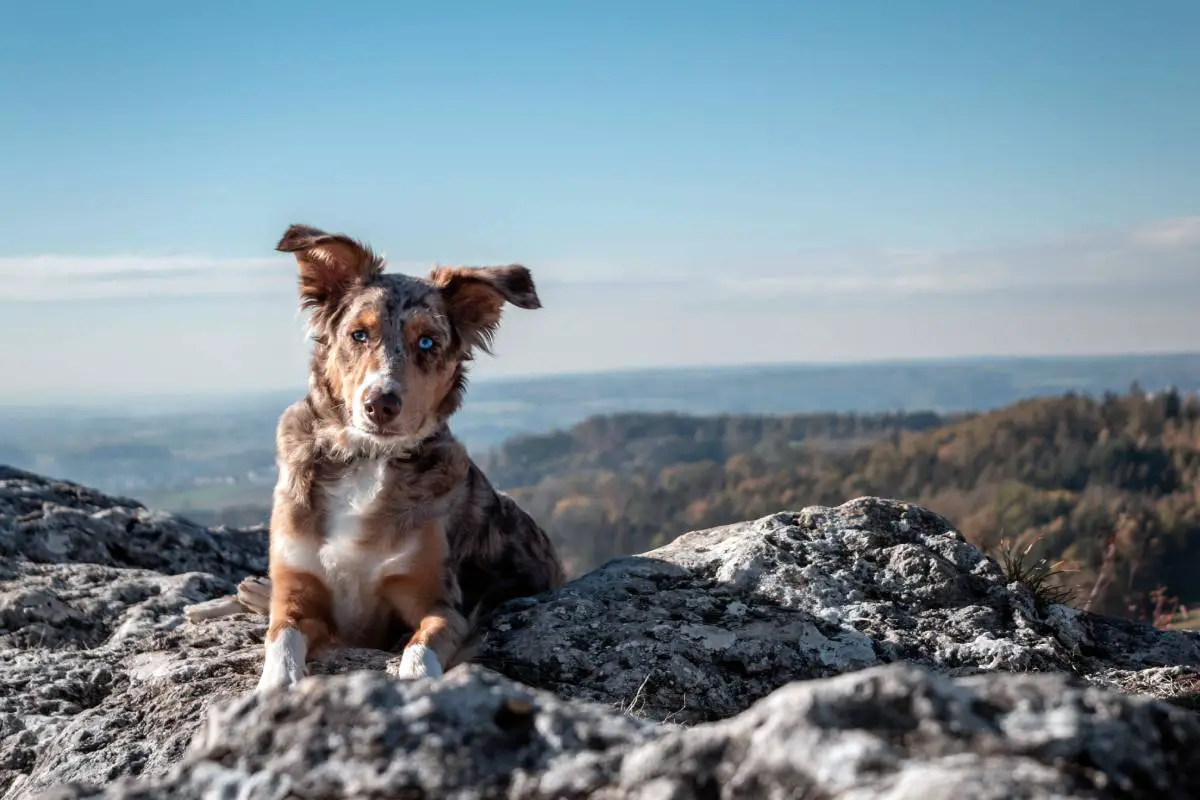 Après des abus de chien choquants, un groupe norvégien de protection des animaux veut des sanctions plus sévères 4 Après des abus de chien choquants, un groupe norvégien de protection des animaux veut des sanctions plus sévères - 3