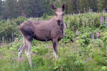 Le climat plus chaud rend les veaux de wapiti plus petits et plus faibles - 18