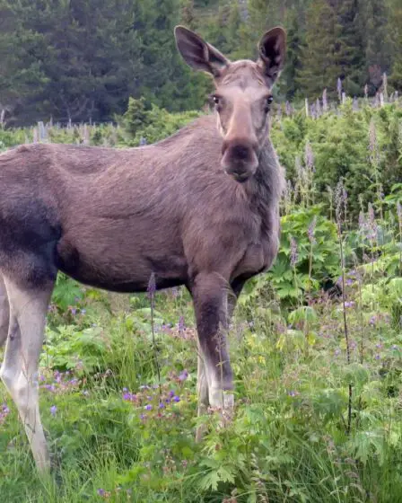Le climat plus chaud rend les veaux de wapiti plus petits et plus faibles 5 Le climat plus chaud rend les veaux de wapiti plus petits et plus faibles - 4