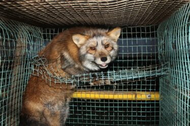La majorité soutient l'abolition de l'élevage d'animaux à fourrure - 20